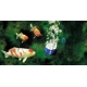 Aerator AquaOxy 4800 CWS